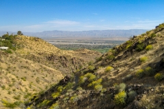 Araby-Palm Springs02