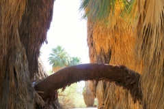 CV-Preserve-Thousand-Palms-03