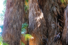 CV-Preserve-Thousand-Palms-05
