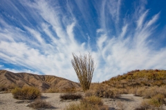 CV-Preserve-Thousand-Palms-06