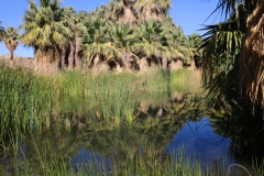 CV-Preserve-Thousand-Palms-07