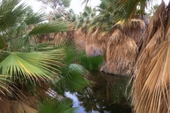 CV-Preserve-Thousand-Palms-08