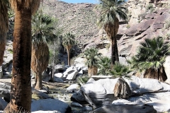 Indian Canyons-Palm Springs01