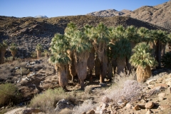 Indian Canyons-Palm Springs02