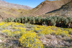 Indian Canyons-Palm Springs06