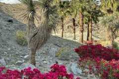 Kleckner-Chuckwalla-oasis