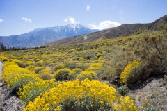 Whitewater-Palm Springs-10