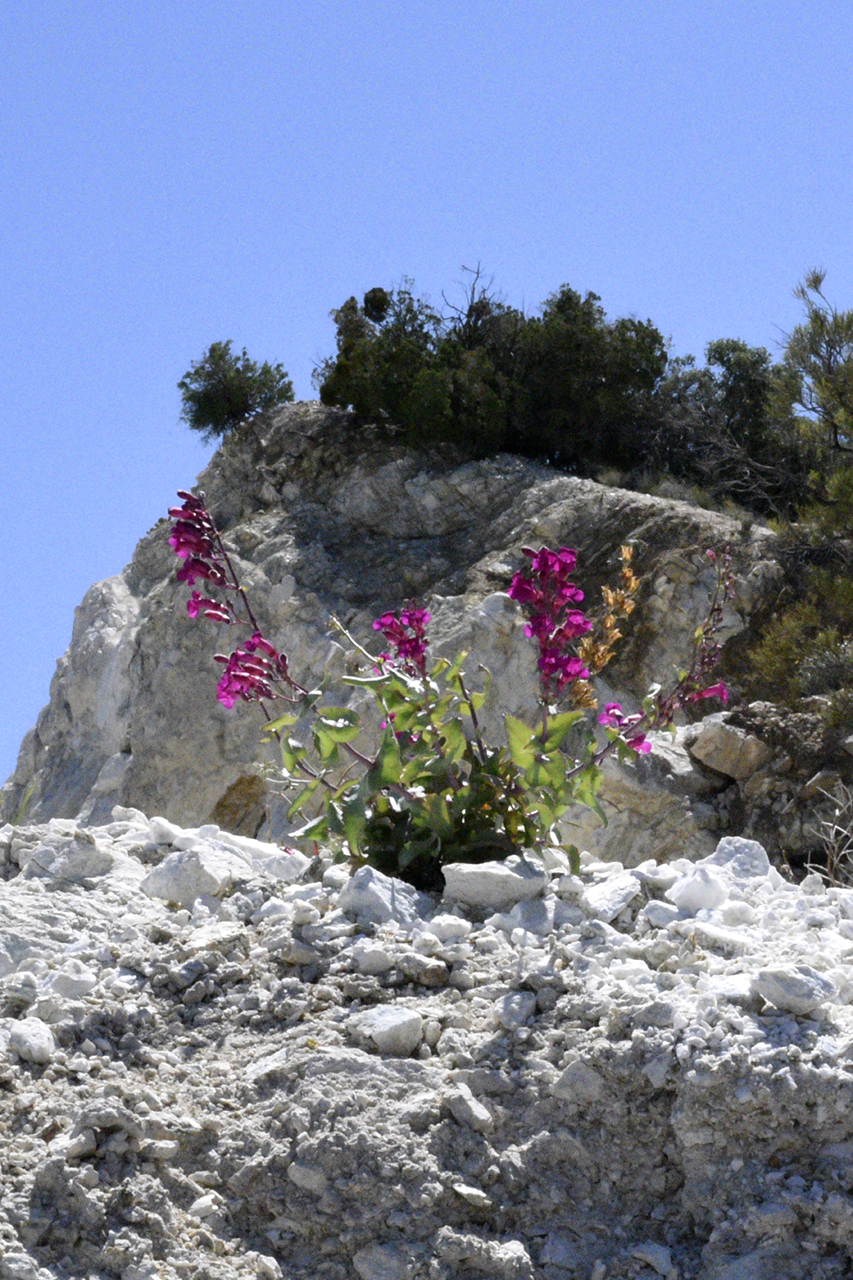 Cactus Springs - Desert Flora On Dolomite Tailings (GT) (1)